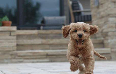 Chiot doodle marron courant vers l'appareil photo