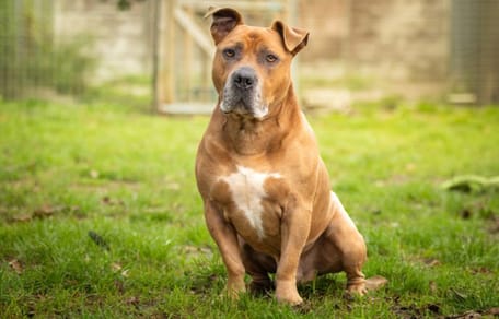 Bruno is op zoek naar een nieuw thuis. Adopteer jij hem?