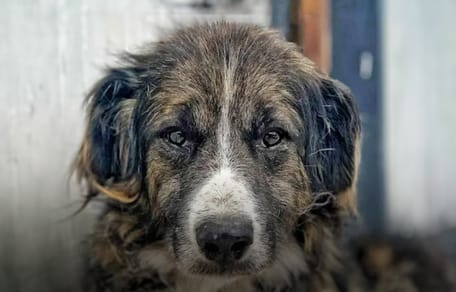 Bubu is op zoek naar een nieuw thuis. Adopteer jij hem?