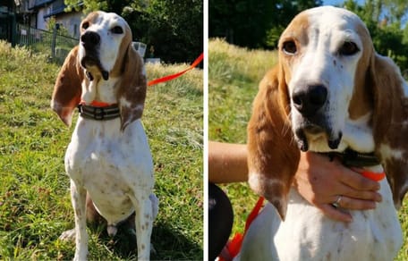 Buddy, chien à adopter