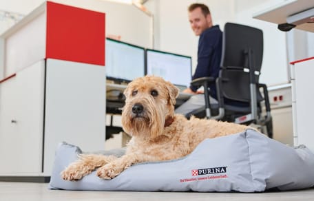 Bürohunde sorgen nachweislich für ein besseres Wohlbefinden am Arbeitsplatz.