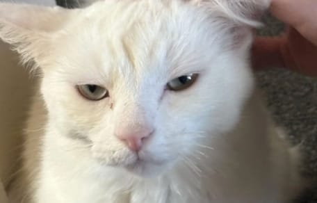 Bug le chat