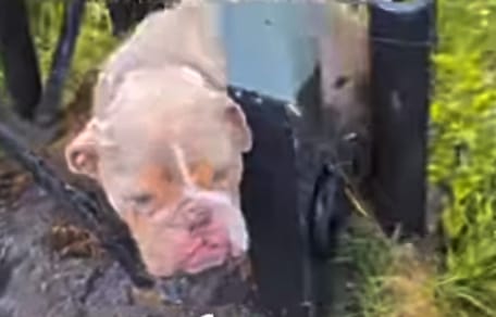 Bulldog Eddie