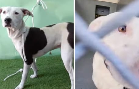 Bullet, le chien à adopter