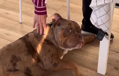 bully-panceta-recibe-mimos-abuela