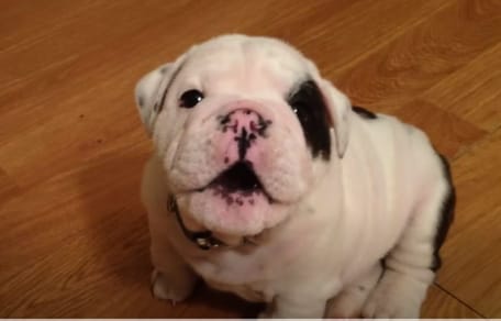 cachorro de bulldog