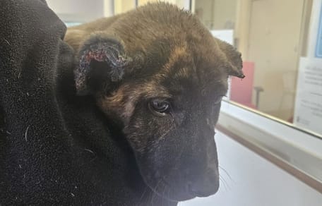 cachorro-orejas-amputadas-albal-valencia