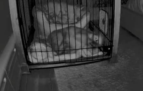 Gabbia durante la notte