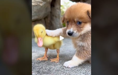 cahorro y patito