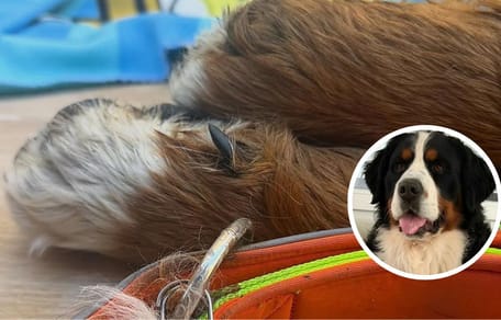 cairo-perro-desaparecido-granada