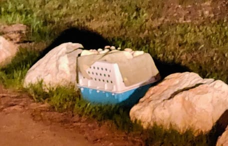 Si avvicina la grandinata: il trasportino abbandonato tra le rocce inizia a tremare