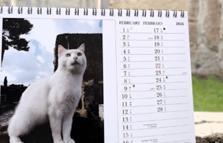 calendario gatti