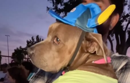Calypso, femelle Pitbull