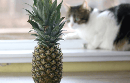 Mag een kat ananas eten?