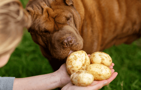 Can dogs eat jacket potatoes: Labrador being fed potato slice
