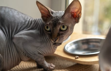 Canadian Sphynx haben keine Tasthaare