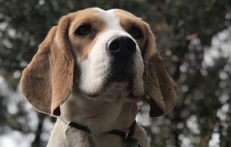cane