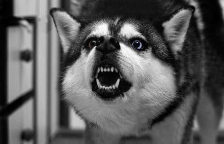 cane aggressivo