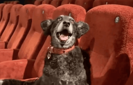 cane al cinema