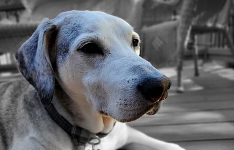 cane anziano