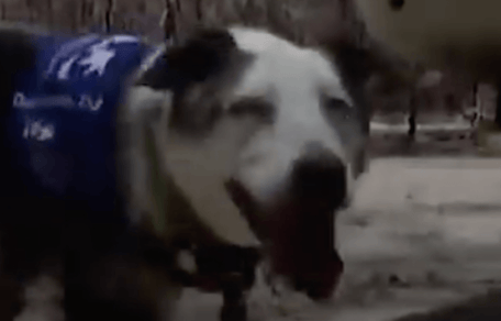 cane che ha salvato i koala