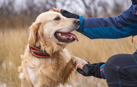 cane con forasacco in gola