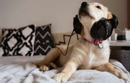 cane con le cuffie