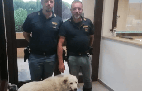 cane con polizia stradale