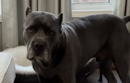 cane corso