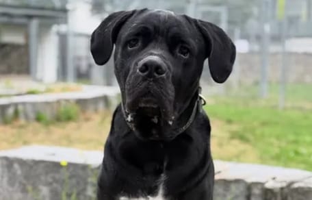 Cane Corso "Darko"