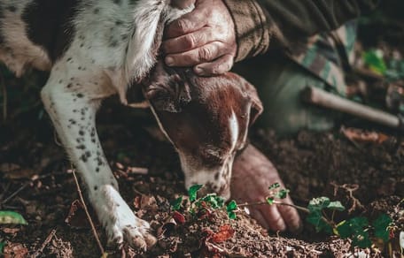 cane da tartufo