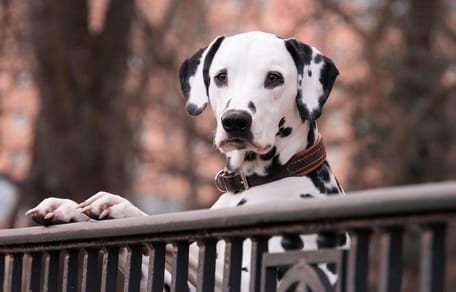 cane dalmata