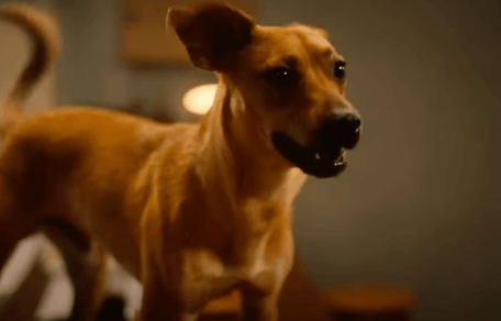 cane del film Carmelo