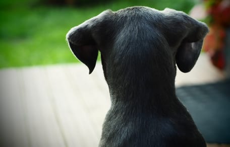 cane di schiena