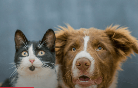 cane e gatto