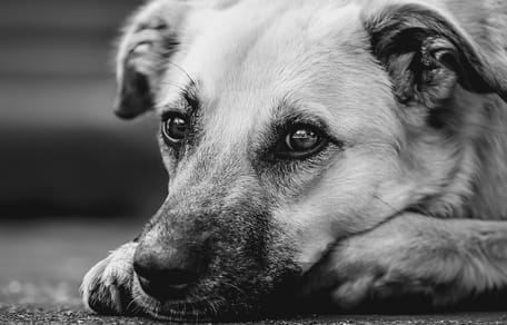 cane in bianco e nero