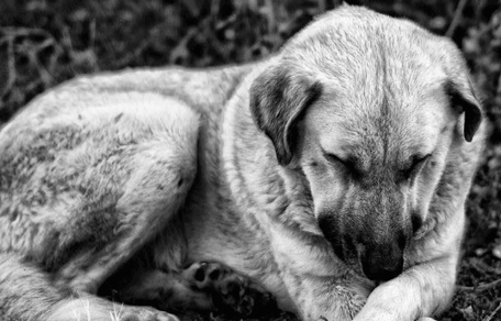 cane in bianco e nero