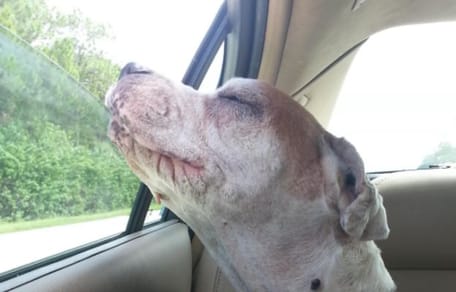 Hund im Auto während seiner letzten Reise
