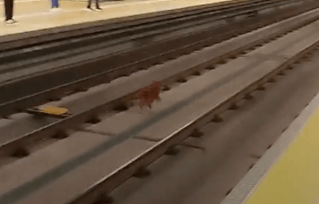 cane in metropolitana