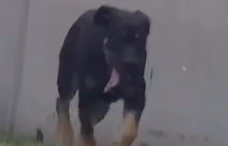 cane in pista