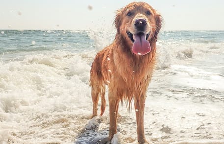 cane in spiaggia