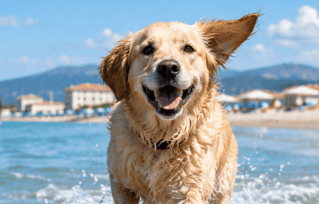 cane in spiaggia