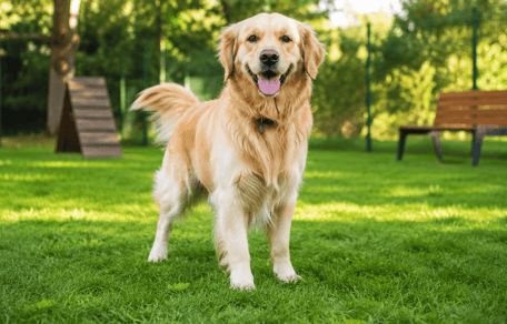 cane in un giardino