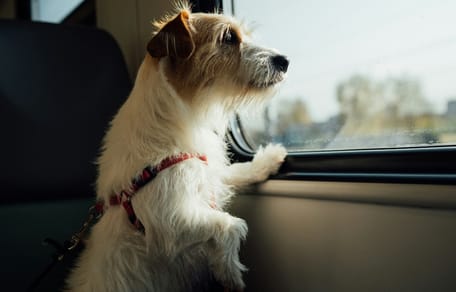cane in viaggio