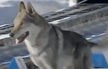 cane invade la pista