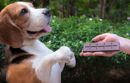 cane mangia cioccolato