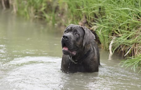 cane nell'acqua