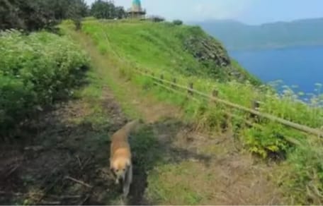 Il Golden Retriever Maru ha seguito la telecamera di Google Maps: ecco il risultato!