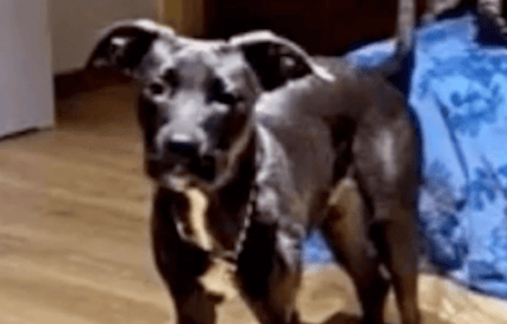 cane Pitbull