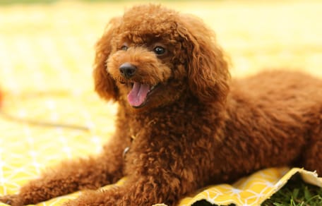 cane Poodle